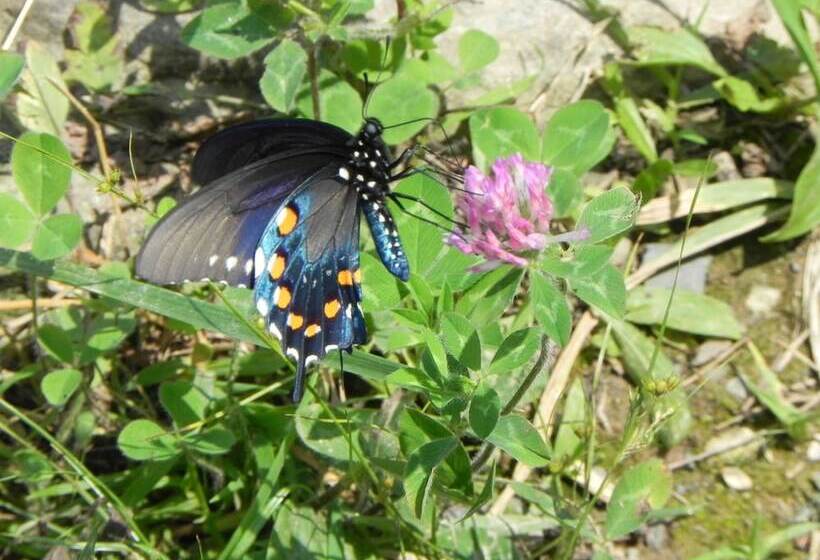 旅馆 Vine Cottage Inn