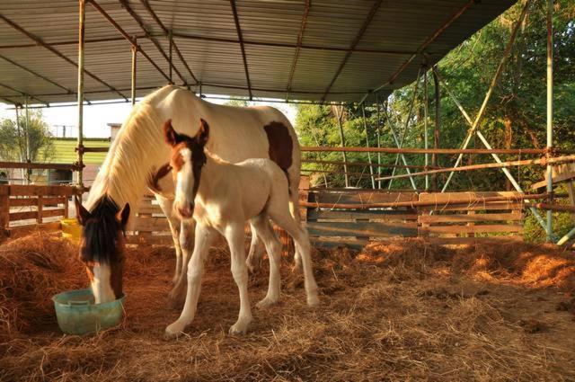 هتل Agriturismo Cannavota