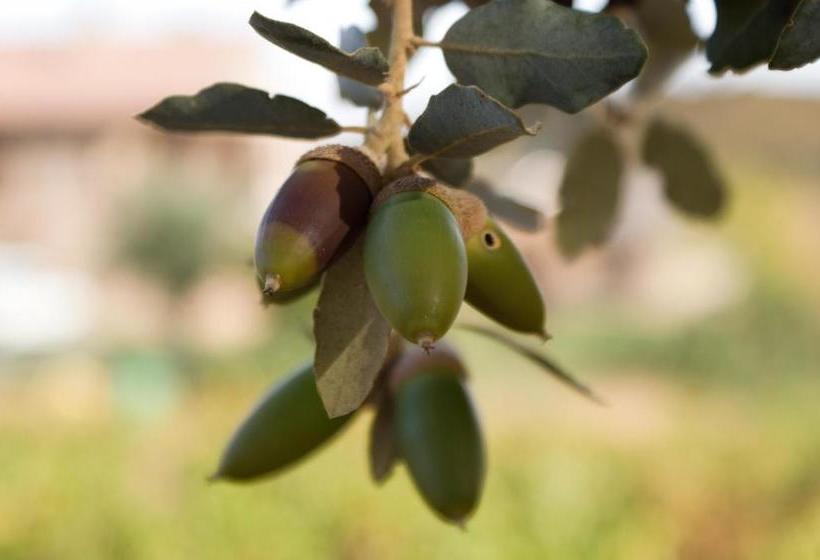 Casa Rural Camino Del Alentejo