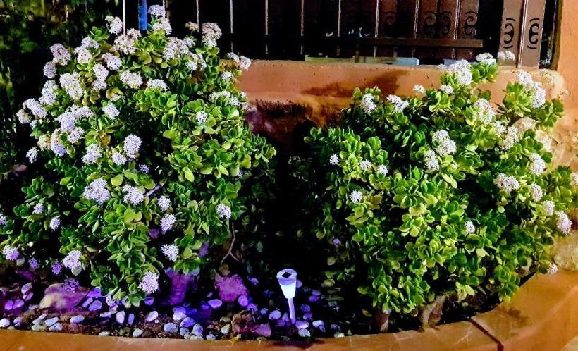 펜션 Dead Sea Sun Guest House