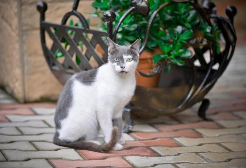 پانسیون Sofia