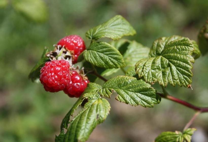 فندق Ospitalita' Rurale Casa Cani