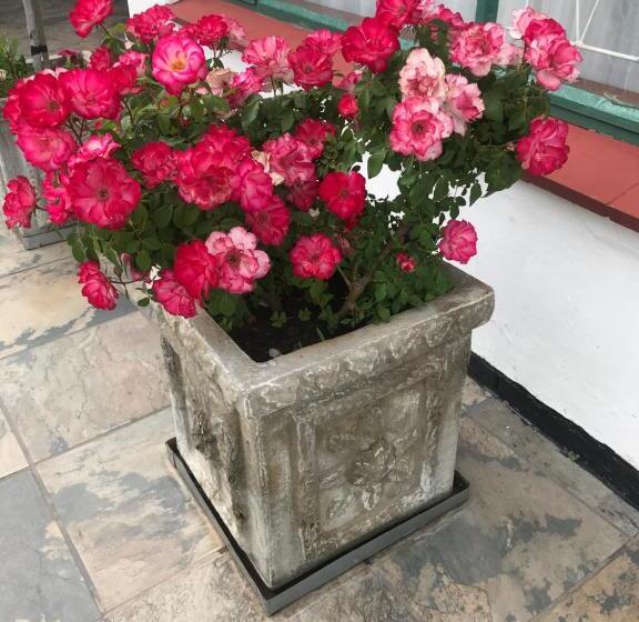 פנסיון Colesview Guest House