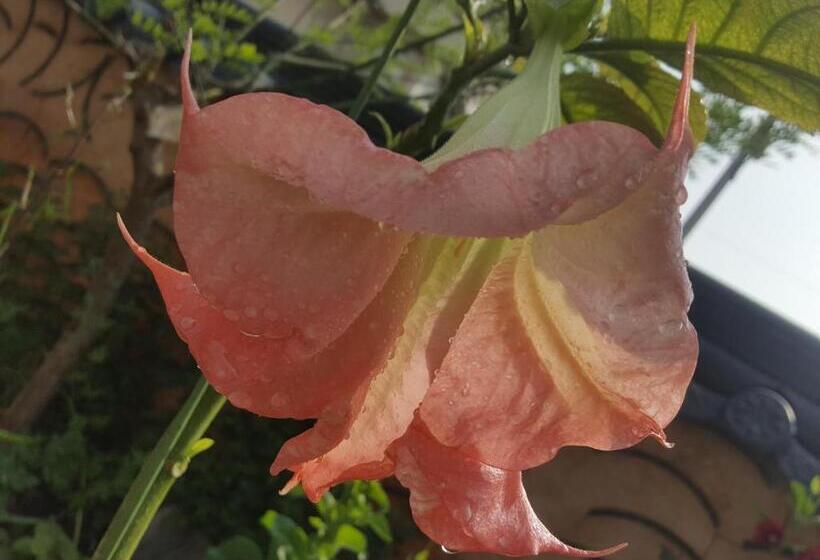 פנסיון Dasomchae Hanok Stay