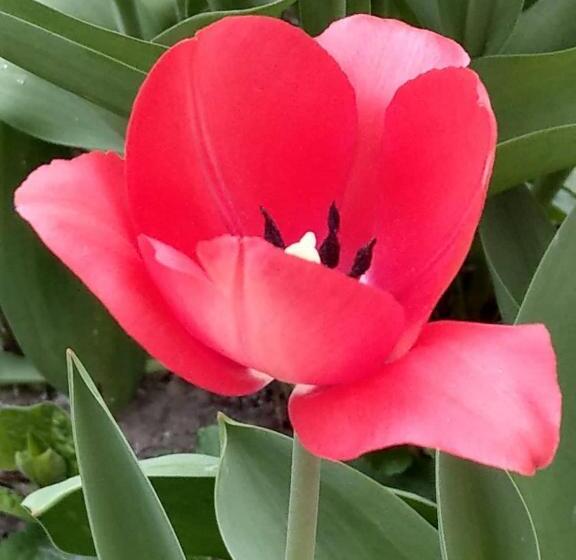 پانسیون Popock City Center