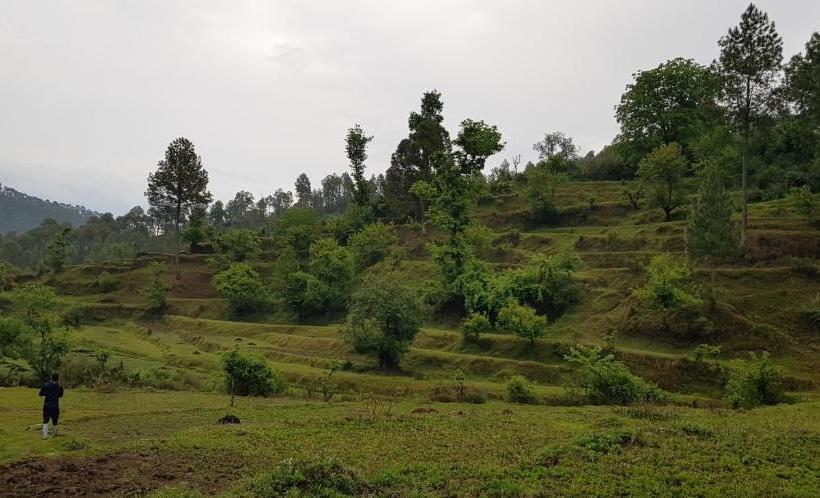 فندق صغير Stars & Pines