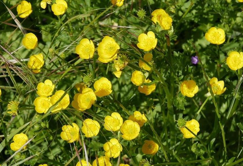 فندق Villa Cavalletti Camere