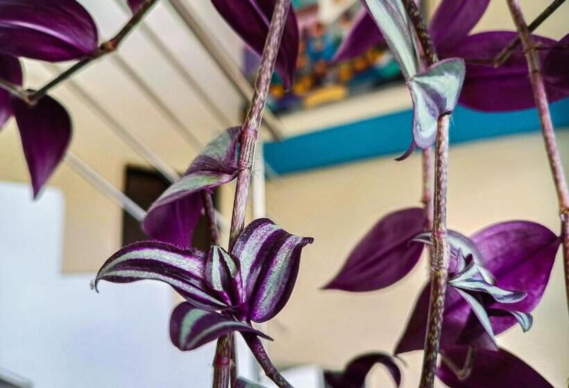 تختخواب و صبحانه Real Amazónico