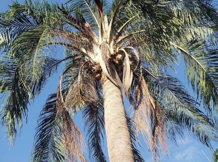 تختخواب و صبحانه Sea Shell Palms, Ocho Rios