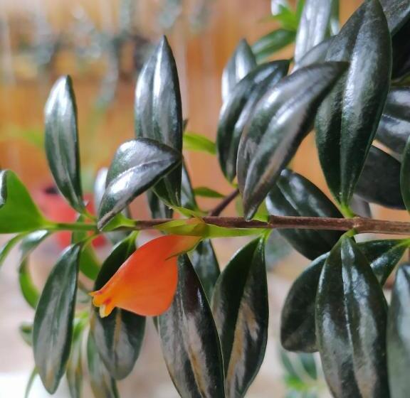 هاستل Hostal El Eden De Mindo