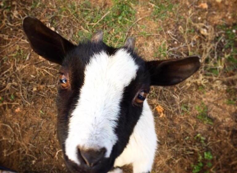 مبيت وإفطار Agriturismo Muru Idda