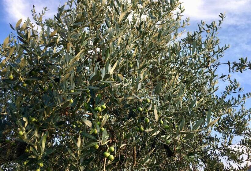 مبيت وإفطار C'era Una Volta Podere San Giovanni