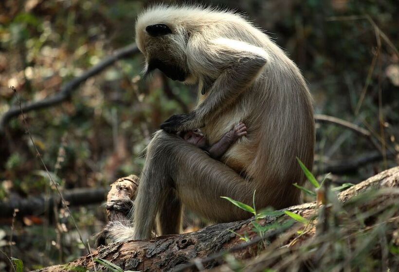 Отель Red Earth Tadoba