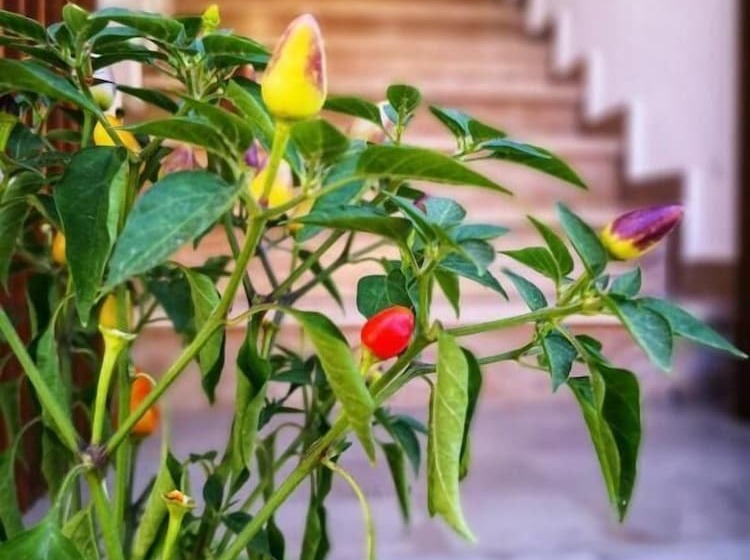 민박 Le Strazzigne