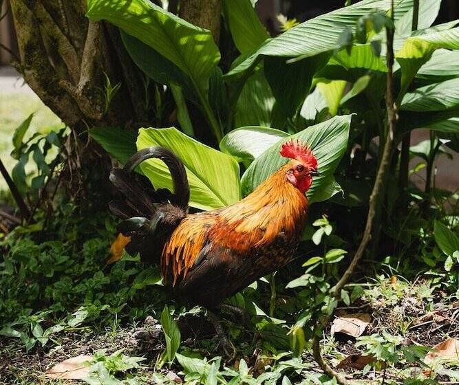 酒店 Hawaiian Sanctuary Eco Retreat Center