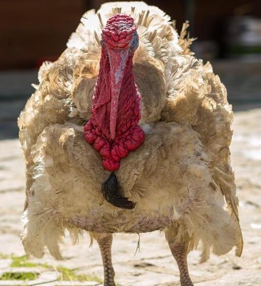 هتل Statek U Rajmunda