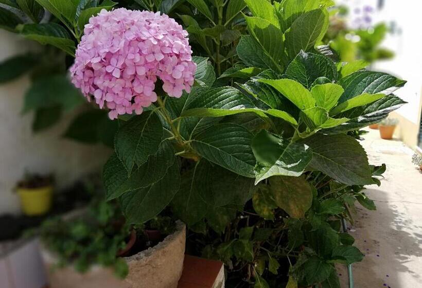 پانسیون Residencial Idalio