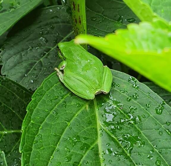 膳宿费 Arenosu Comfort Country Resort