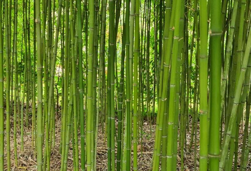 膳宿费 Arenosu Comfort Country Resort