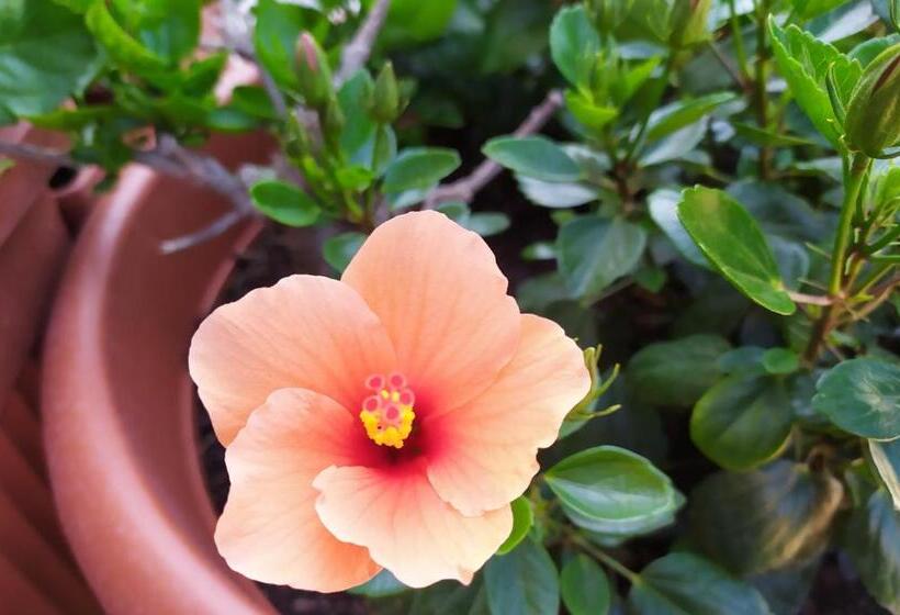 بنسيون Coccinella