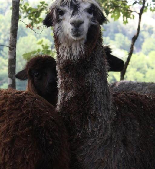 فندق Azienda Agricola I Colli Di Marliano