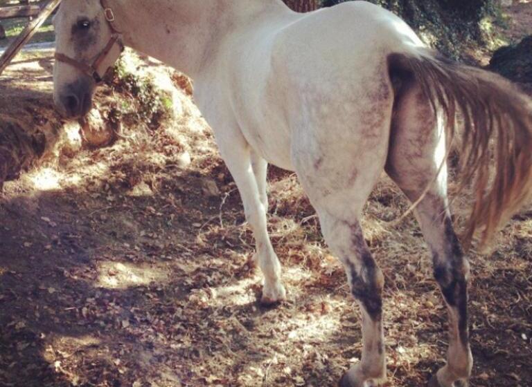 Отель Antico Casale Pozzuolo