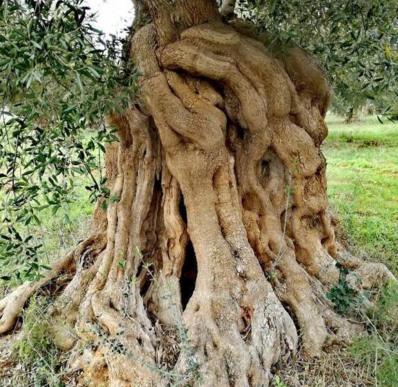 호텔 Agriturismo Spirdo