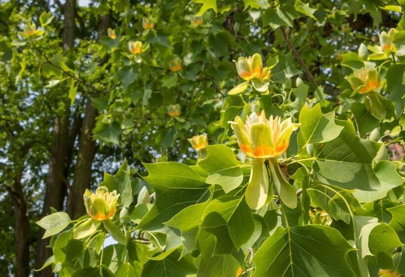 فندق صغير Gastehaus Musmann