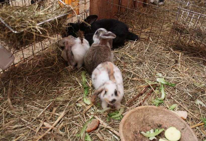 پانسیون Landgasthof Hotel Sauer