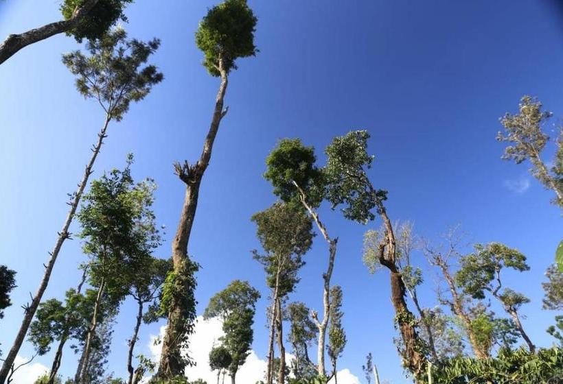 膳宿费 Coorg Kolamotte