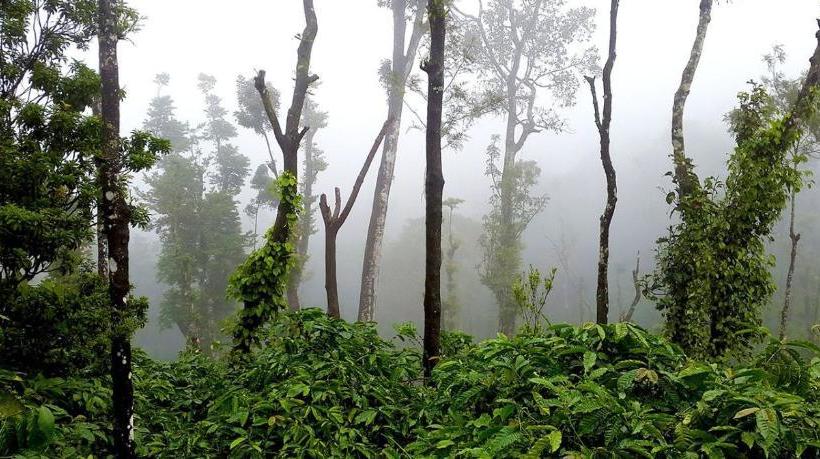 膳宿费 Coorg Kolamotte