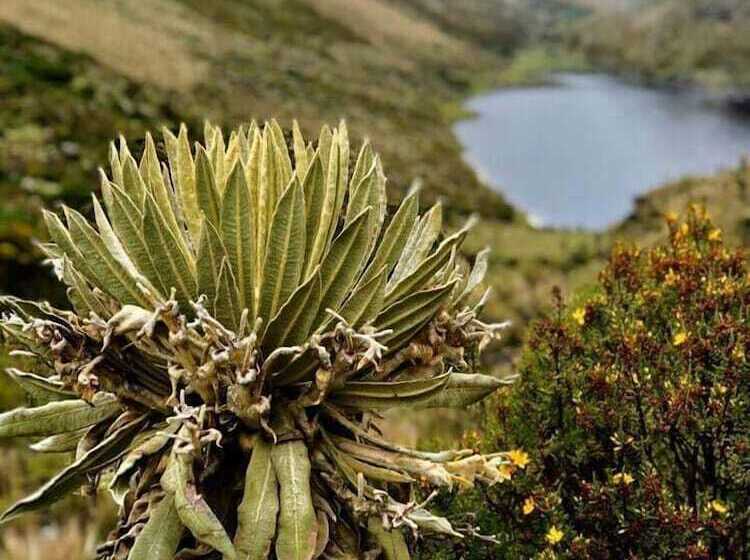 پانسیون Buriti Ecoh Rnt56521