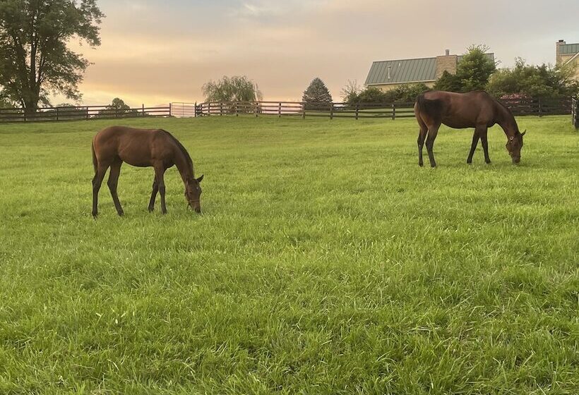 Pillow And Paddock B&b