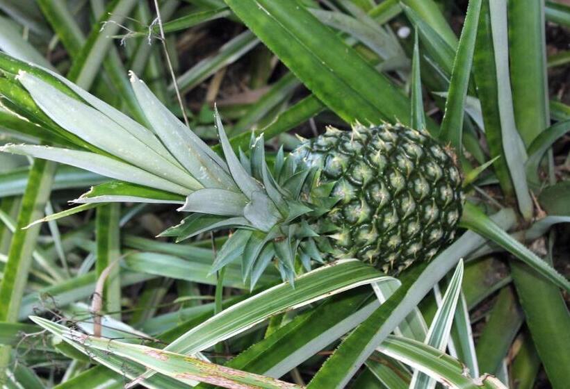 Heron Cay Lakeview Bed & Breakfast