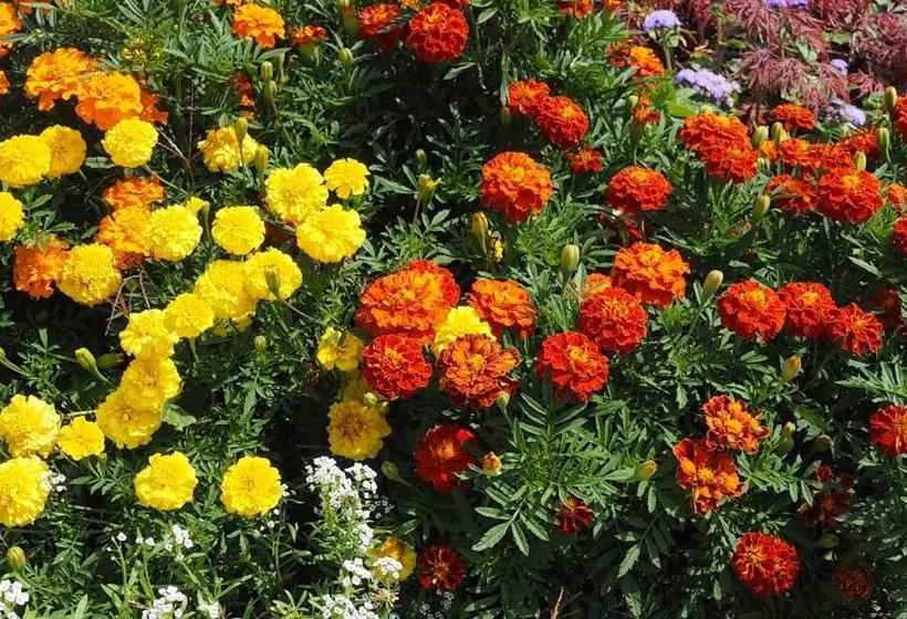 בית מלון כפרי Familienparadies Zeislerhof