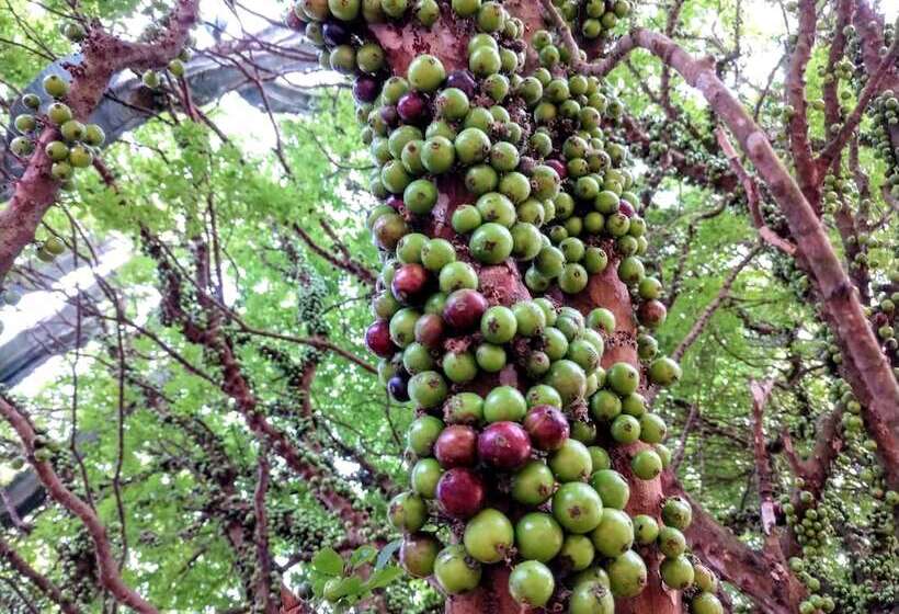 Suítes No Quintal