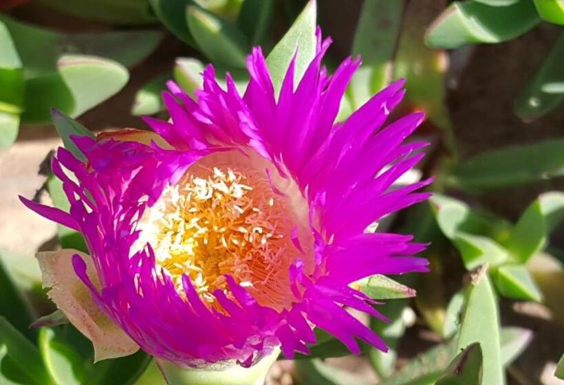 旅馆 Le Douar Berbere