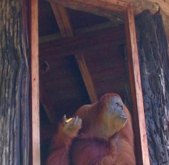 پانسیون Kupu Kupu Garden Guest House & Cafe