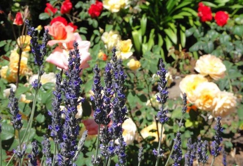 膳宿费 Montrose Guesthouse