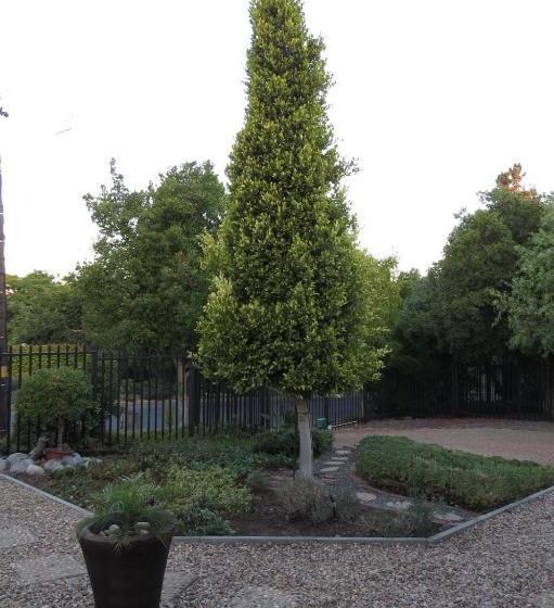 بنسيون Coral Tree Guest Rooms