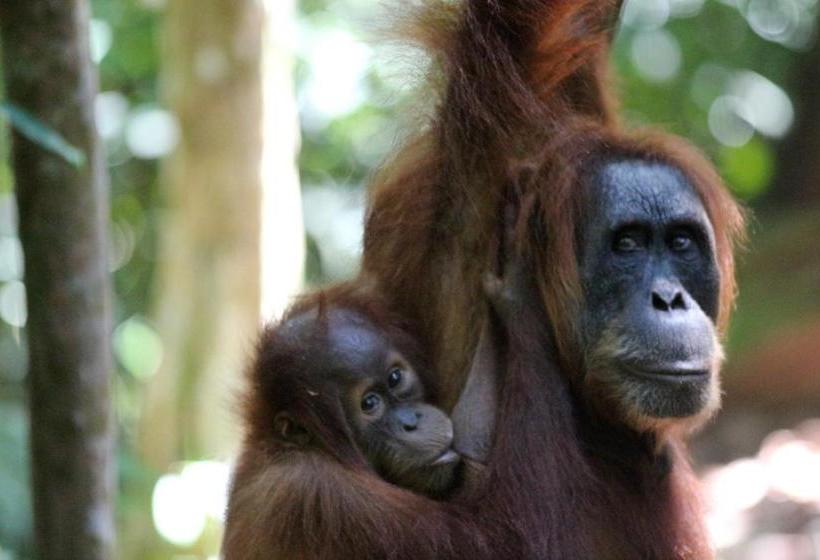 پانسیون Ida Guest House & Jungle Trekking