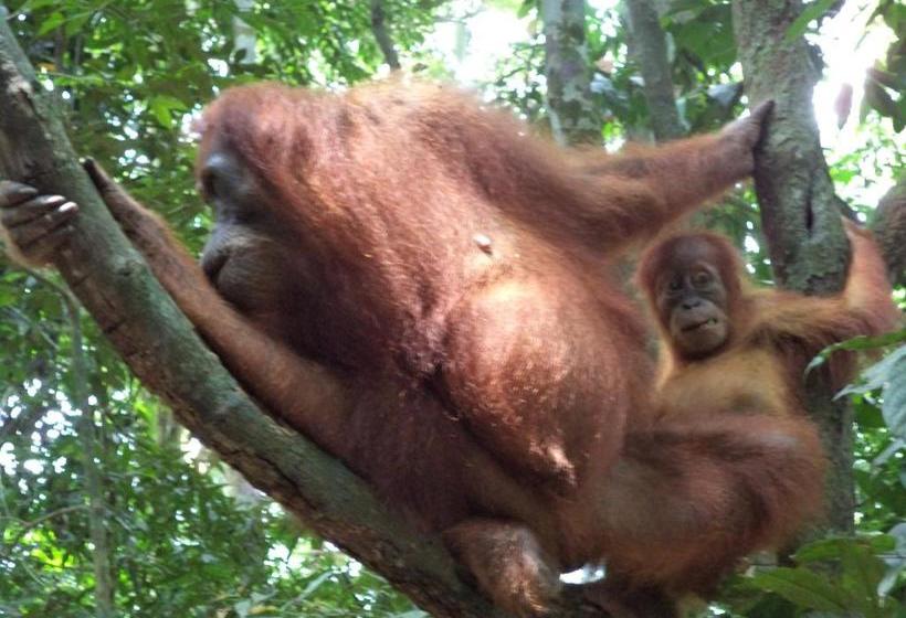 پانسیون Ida Guest House & Jungle Trekking