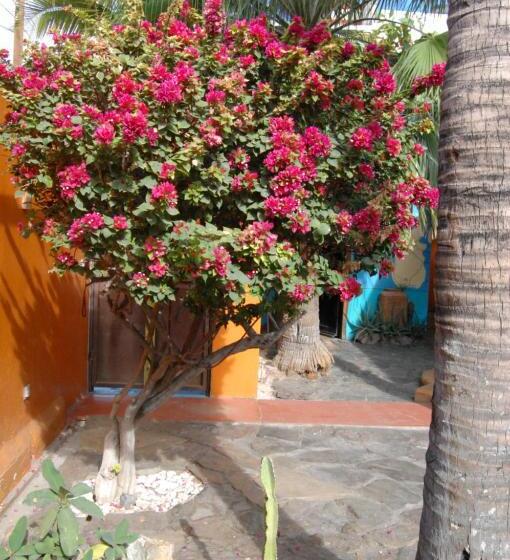 پانسیون Leo's Baja Oasis
