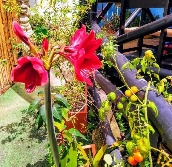 هاستل Hostal Bambu