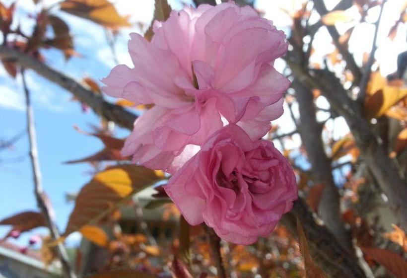 پانسیون Kevin's Trekker Inn