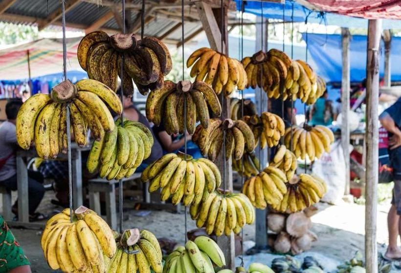 پانسیون Rain Forest Guest House