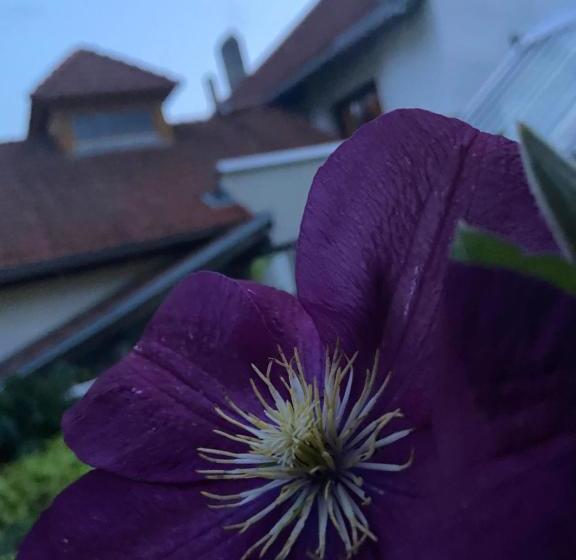 ユースホステル Gasthof Zum Mohrn