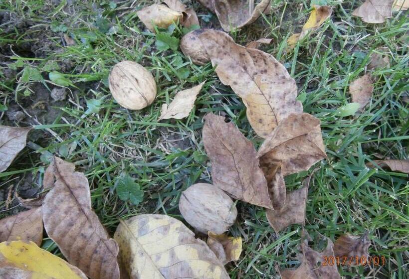 بنسيون Nádkunyhó Vendégház