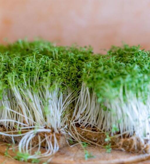 ユースホステル Gasthof Großschedl Zum Kramerwirt