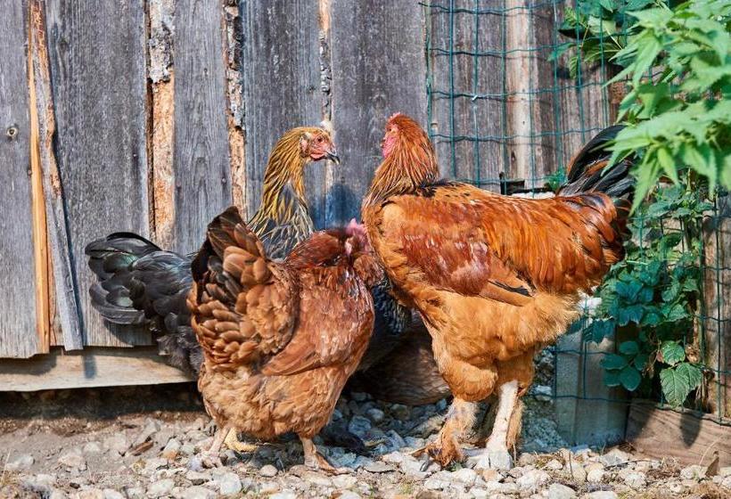 בית מלון כפרי Linharterhof